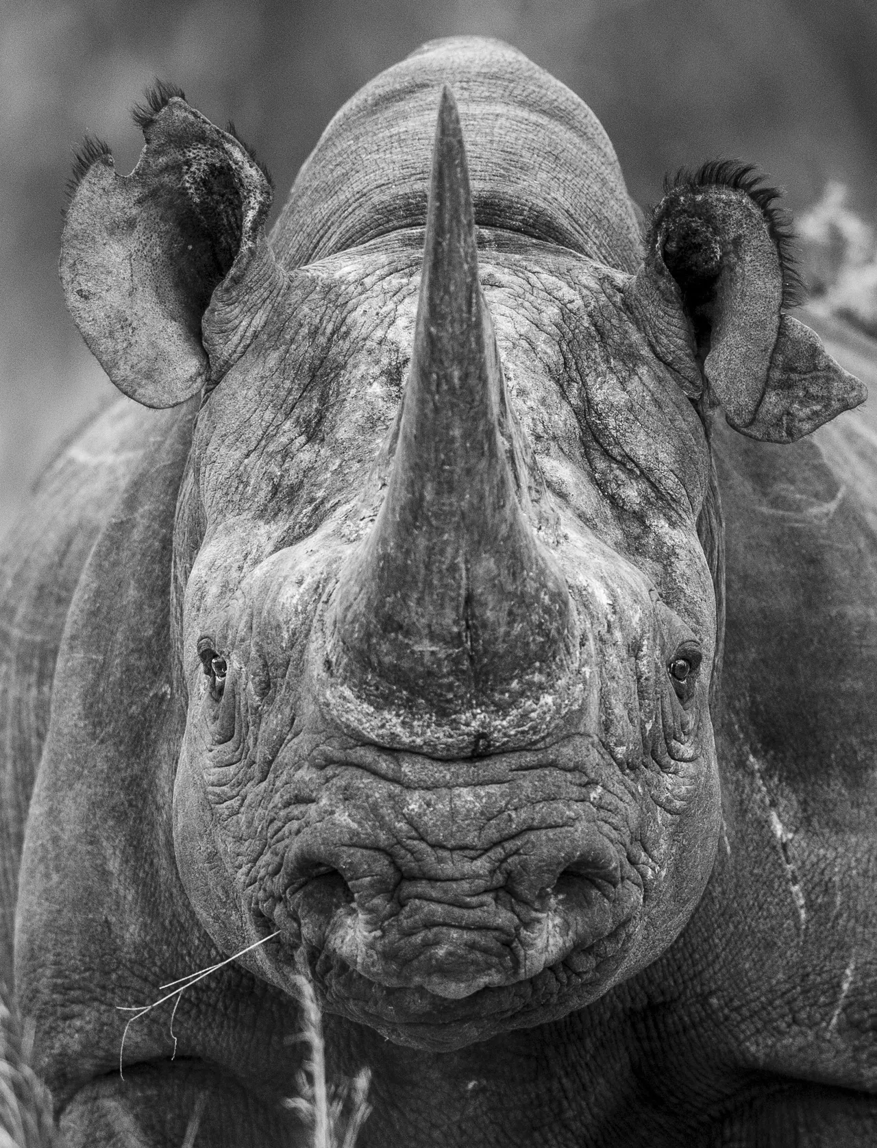 Close-up portrait of a rhino