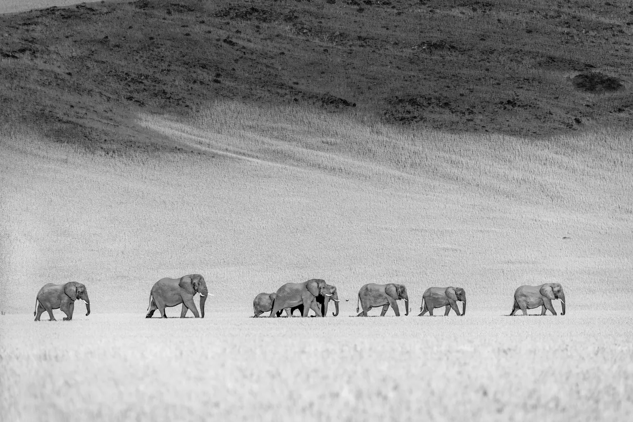 A herd of elephants crossing the plains