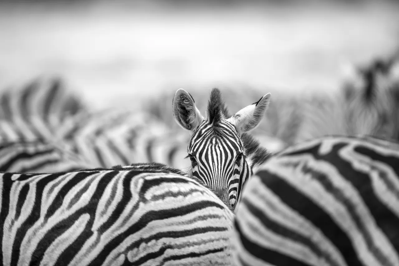 A single zebra standing out from the herd