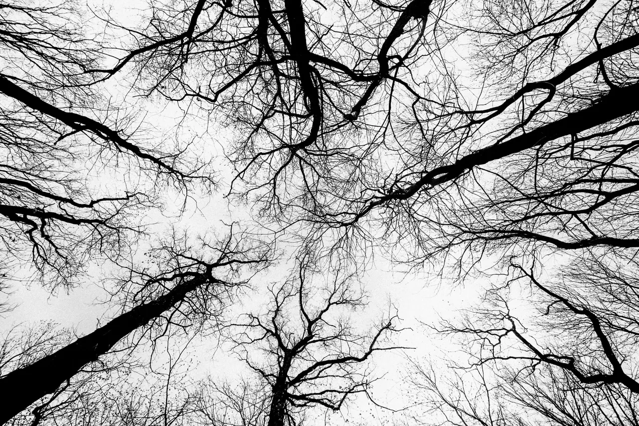 Bare winter trees reaching skyward